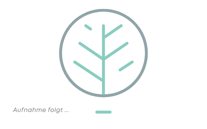 Bio Flugtee Darjeeling* 'Seeyok' SFTGFOP1 DJ 01/2025