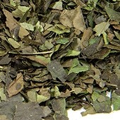 Guayusa